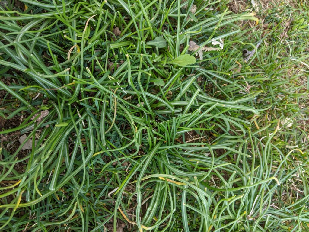 Star-of-bethlehem.